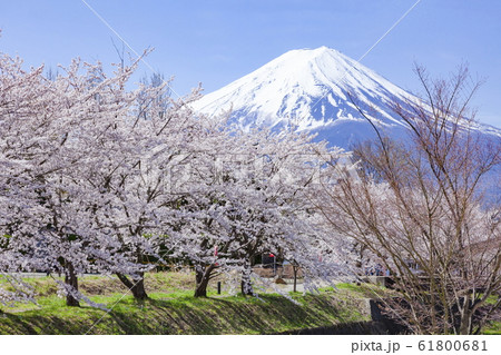 富士山と満開の桜、山梨県富士河口湖町河口湖にて 富士山と満開の桜、山梨県富士河口湖町河口湖にて 61800681