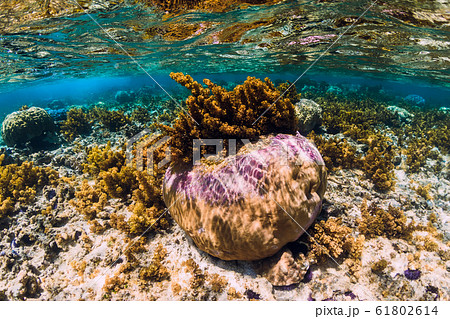 Underwater scene with corals and seaweed in tropical ocean Underwater scene with corals and seaweed in tropical ocean 61802614