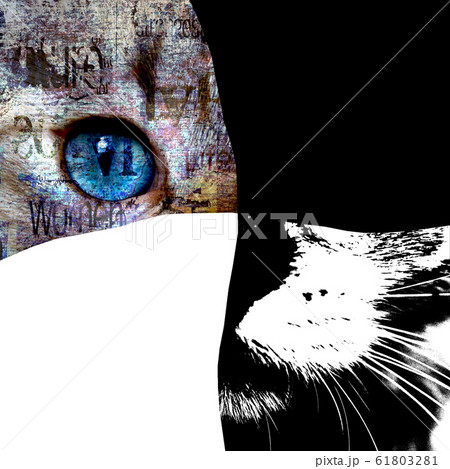 Close up view of cat with blue eyes. Cut portrait. 61803281