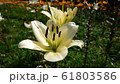 那須　花　日本 61803586