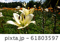 那須　花　日本 61803597