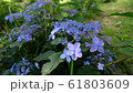 アジサイ　紫陽花　あじさい 61803609