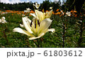 花　那須　日本　ユリ　ゆり　百合 61803612