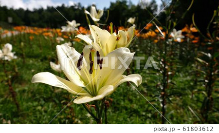 花　那須　日本　ユリ　ゆり　百合 61803612