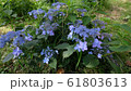 アジサイ　紫陽花　あじさい 61803613