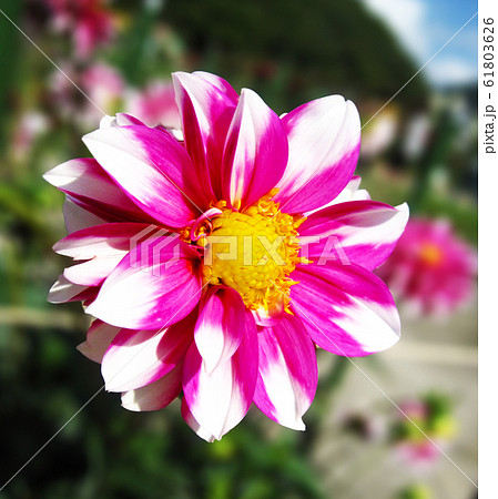 Dahlia flower ダリアの花 Dahlia flower ダリアの花 61803626