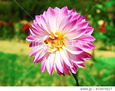ダリアの花とハチ Bees fly from flower ダリアの花とハチ Bees fly from flower 61803627