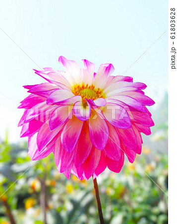 Dahlia flower ダリアの花 Dahlia flower ダリアの花 61803628