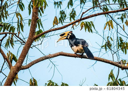 0riental pied hornbill (Anthracoceros albirostris) is an Indo-Malayan pied hornbill 61804345