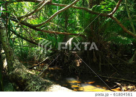 Tropical Evergreen Forest or Rain Forest 61804561