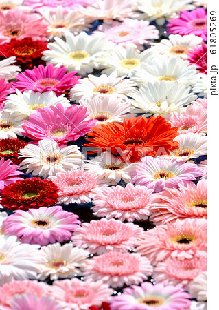 ガーベラ 61805269