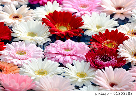 ガーベラ 61805288