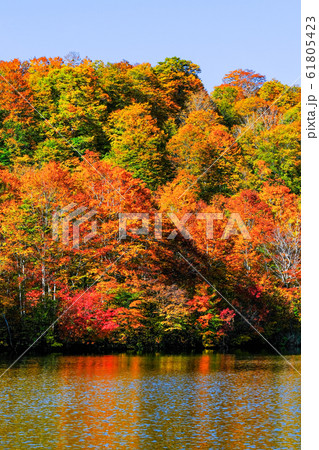 鎌池の紅葉 61805423