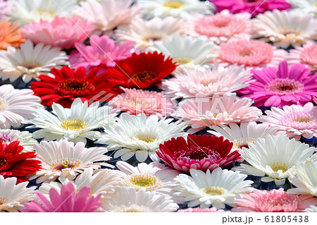 ガーベラ 61805438