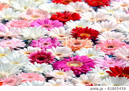 ガーベラ 61805439