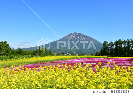 芝桜の丘から望む羊蹄山 芝桜の丘から望む羊蹄山 61805833