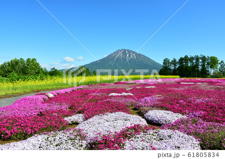 芝桜と蝦夷富士の羊蹄山 61805834