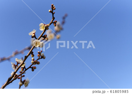 梅の花 公園 梅の花 公園 61805985