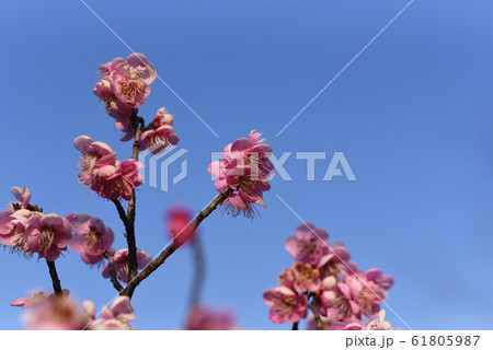 梅の花 公園 梅の花 公園 61805987