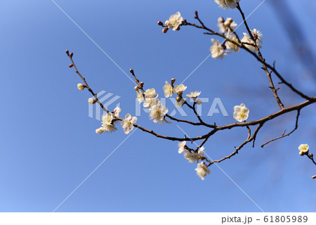 梅の花 公園 梅の花 公園 61805989