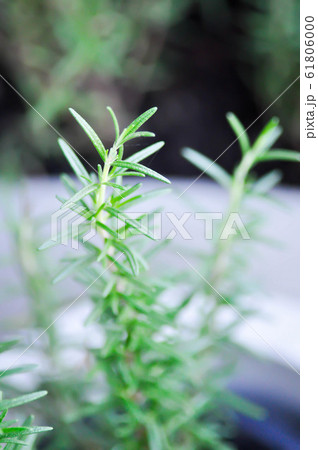 rosemary, rosemary plant 61806000