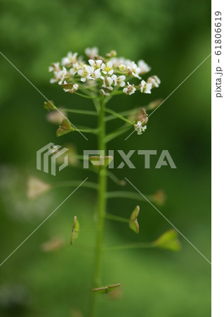 ぺんぺん草 ぺんぺん草 61806619