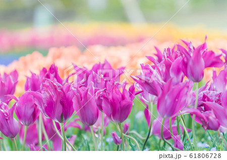 チューリップ 61806728