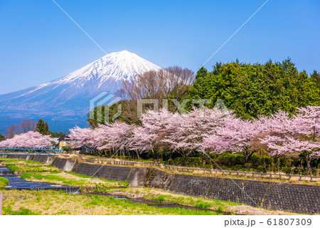 Mt. Fuji viewed from rural Shizuoka Prefecture 61807309