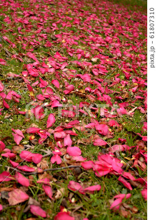 地面を埋め尽くすサザンカの花びら 61807310