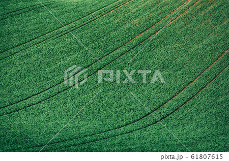 Green grass field background 61807615