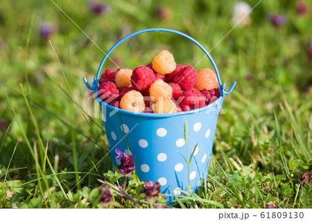 Raspberries in blue bucket in summer day. Harvest. Raspberries in blue bucket in summer day. Harvest. 61809130