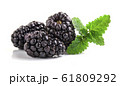 Closeup shot of fresh blackberries. Isolated on 61809292