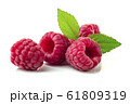 Raspberry in closeup 61809319