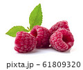 Raspberry in closeup 61809320