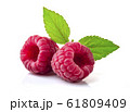 Raspberry in closeup 61809409