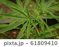 Cultivation of marijuana (Cannabis sativa), 61809410