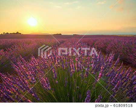 Amazing sunset over violet lavender field in Provence Amazing sunset over violet lavender field in Provence 61809518