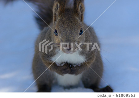 エゾリス エゾリス 61809563