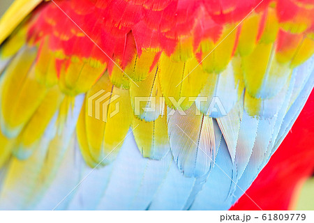 Close-up of Colorful feather Scarlet Macaw, exotic nature background and texture 61809779