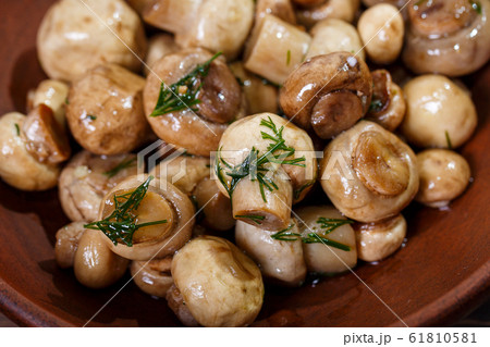 Grey cat and spruce branch 61810581