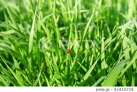 Ladybug In The Fresh Grass Among Dew Drops Ladybug In The Fresh Grass Among Dew Drops 61810726