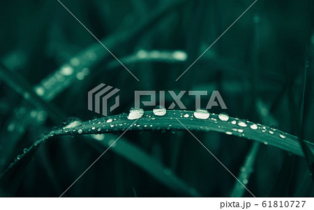 Water Drops On Dark Green Grass Close-up 61810727
