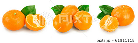 tangerine or mandarin fruit with leaves isolated on white background. Set or collection tangerine or mandarin fruit with leaves isolated on white background. Set or collection 61811119