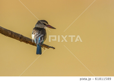 Brown hooded Kingfisher in Kruger National park, 61811589