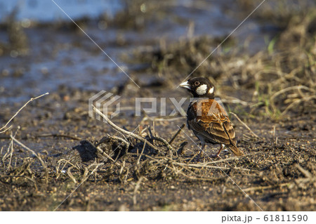 Chesnut backed sparrow Lark in Kruger National 61811590