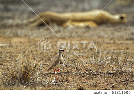 Crowned lapwing in Kruger National park, South 61811600