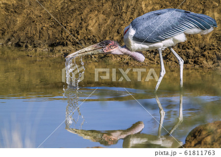 Marabou stork in Kruger National park, South Marabou stork in Kruger National park, South 61811763