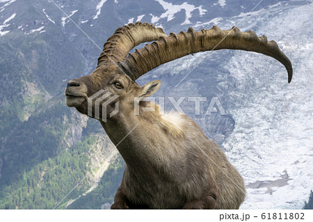 Alpine ibex on a background of mountains. Mont 61811802