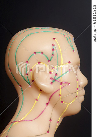 Medical acupuncture model of human head 61811818