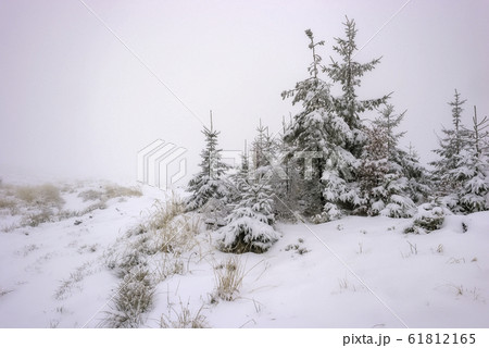 Winter landscape with forest grass and spruces 61812165